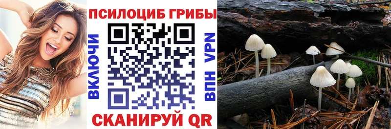 Галлюциногенные грибы Psilocybe Александровск